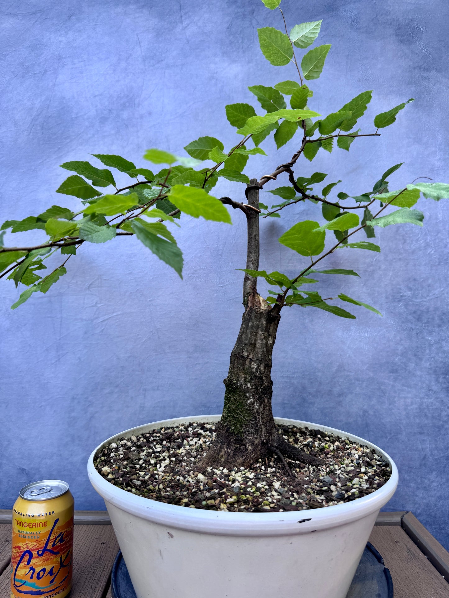 American Hornbeam #2
