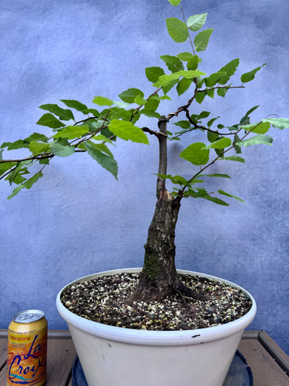 American Hornbeam #2
