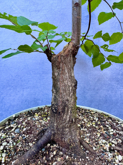 American Hornbeam #2