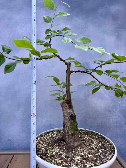 American Hornbeam #2