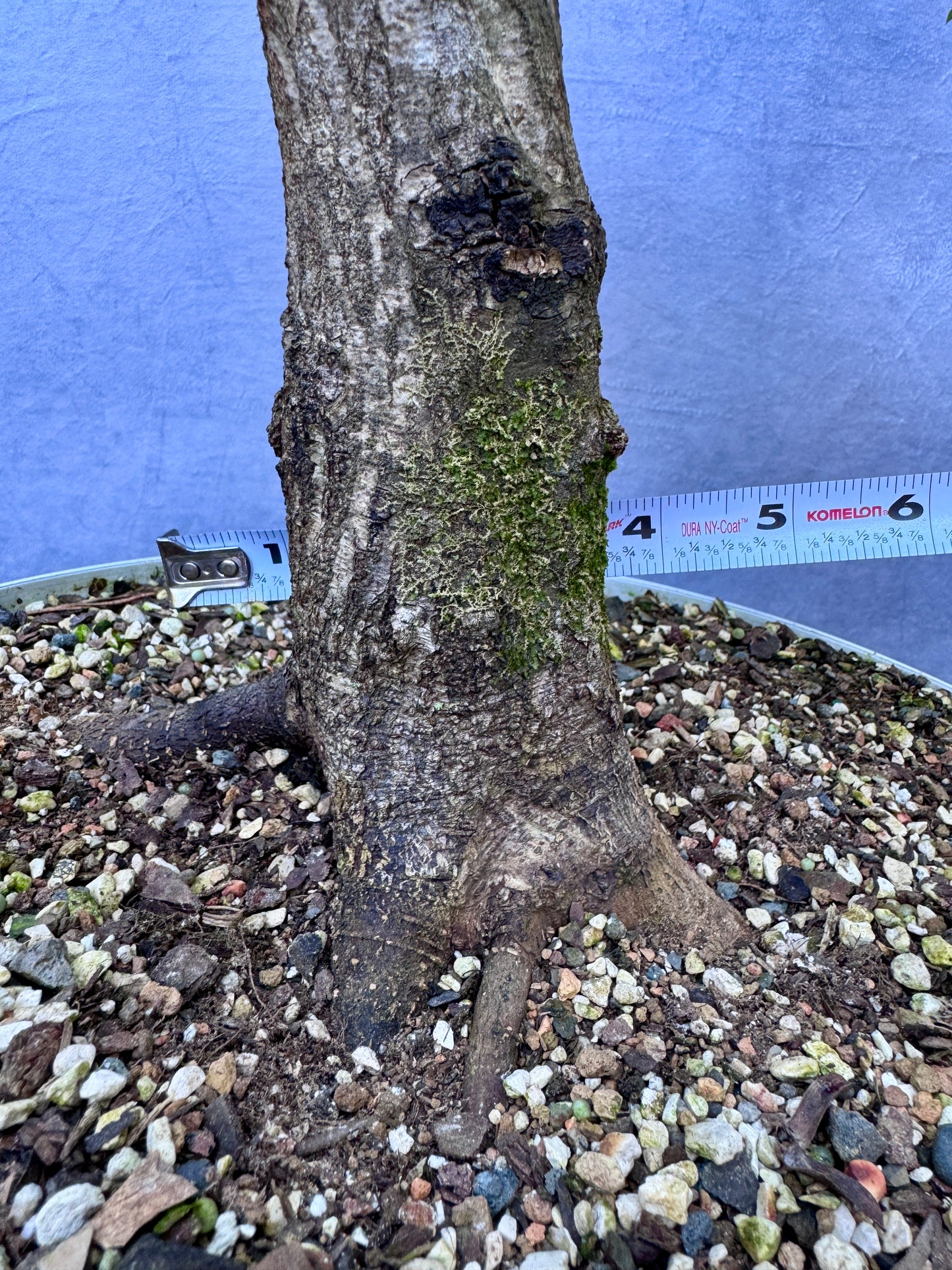 American Hornbeam #2