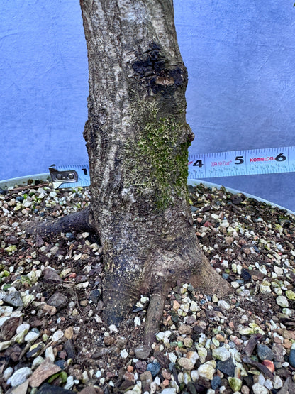 American Hornbeam #2