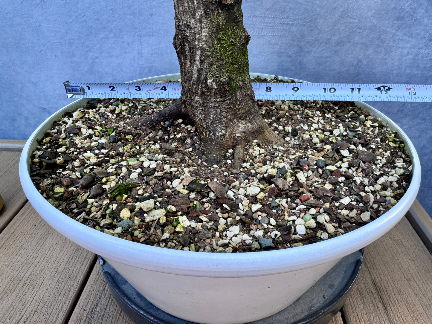 American Hornbeam #2