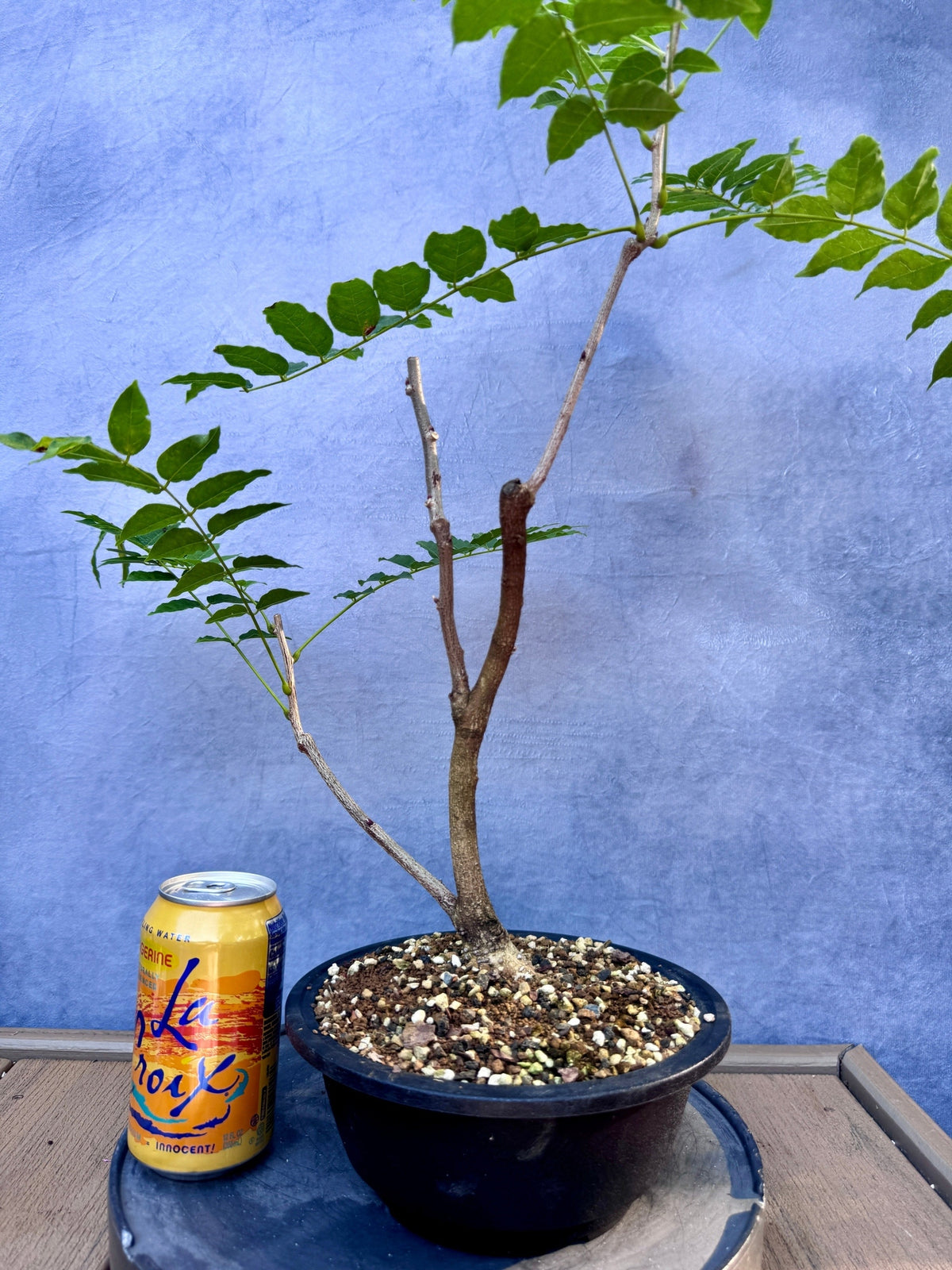 Japanese Wisteria #1