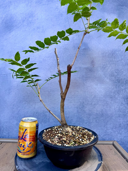 Japanese Wisteria #1