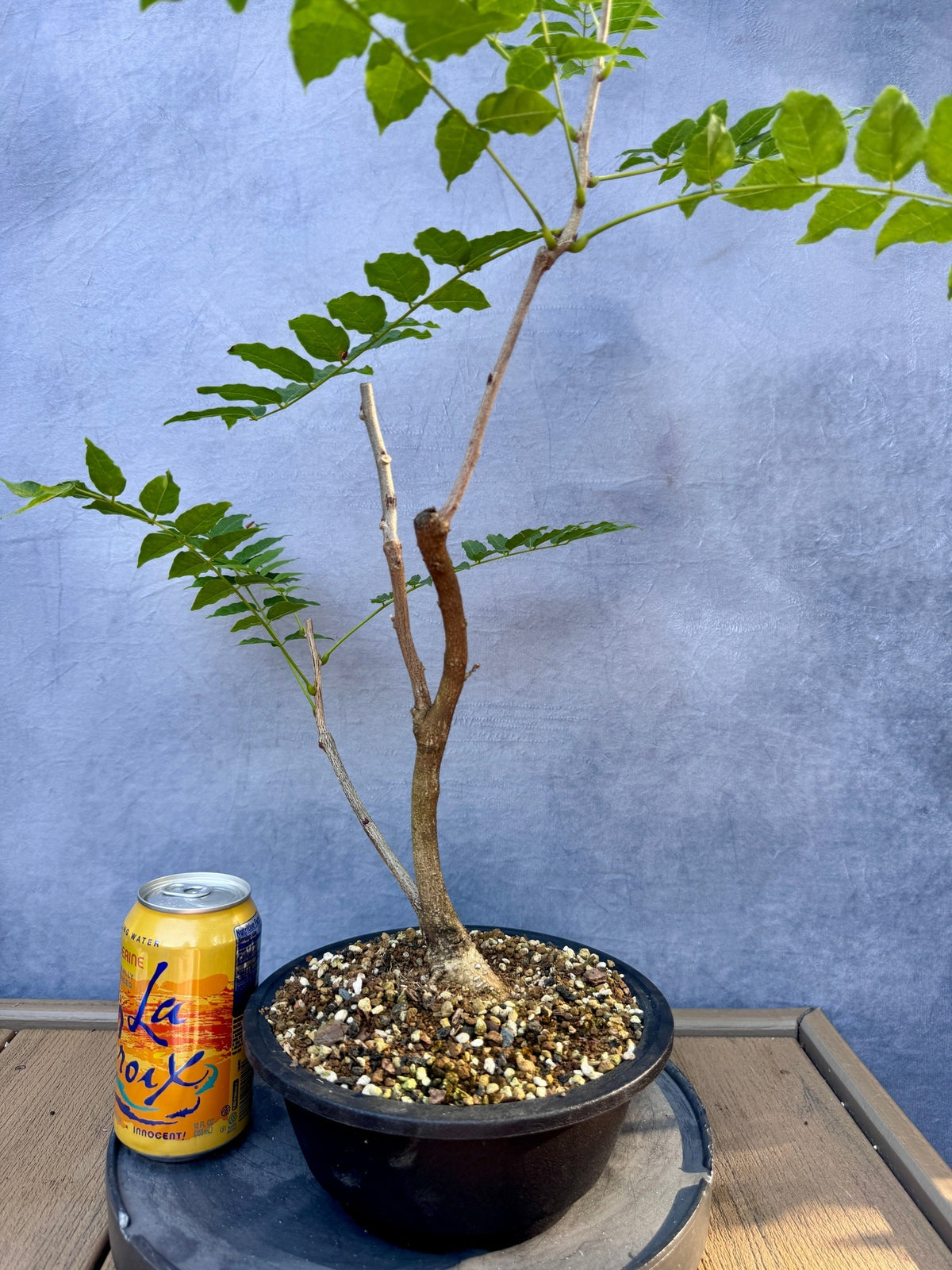 Japanese Wisteria #1
