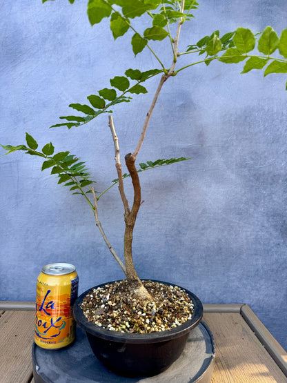 Japanese Wisteria #1