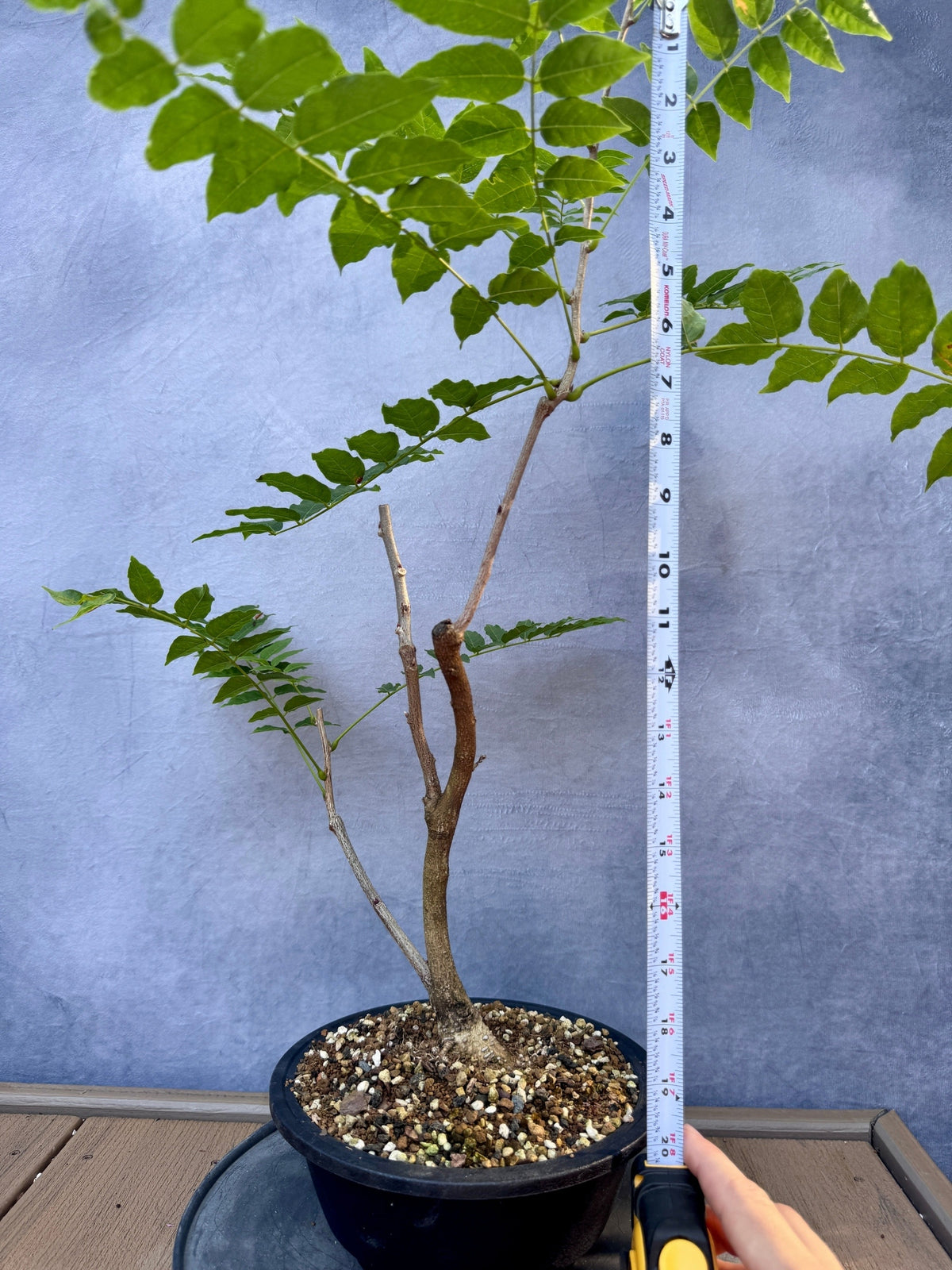 Japanese Wisteria #1