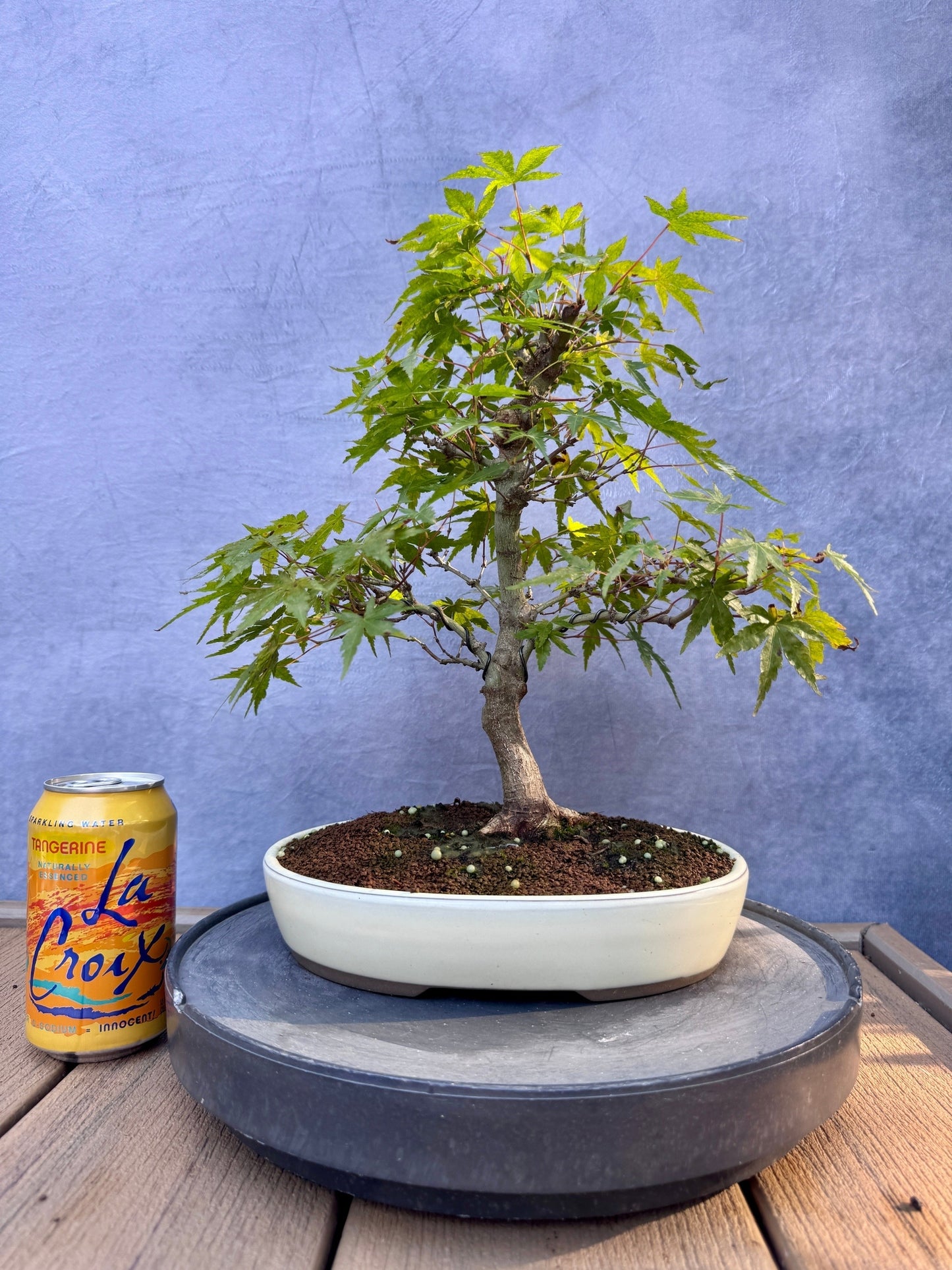 Japanese Maple #10