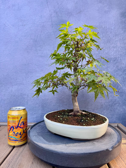 Japanese Maple #10