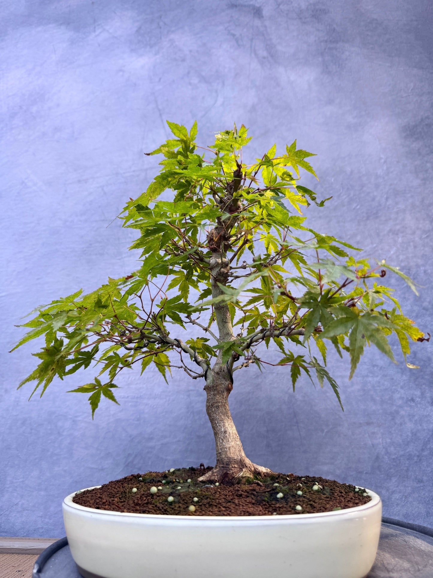 Japanese Maple #10