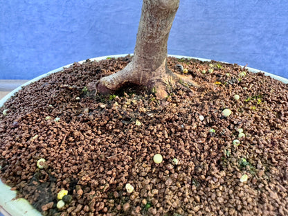 Japanese Maple #10