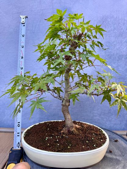 Japanese Maple #10