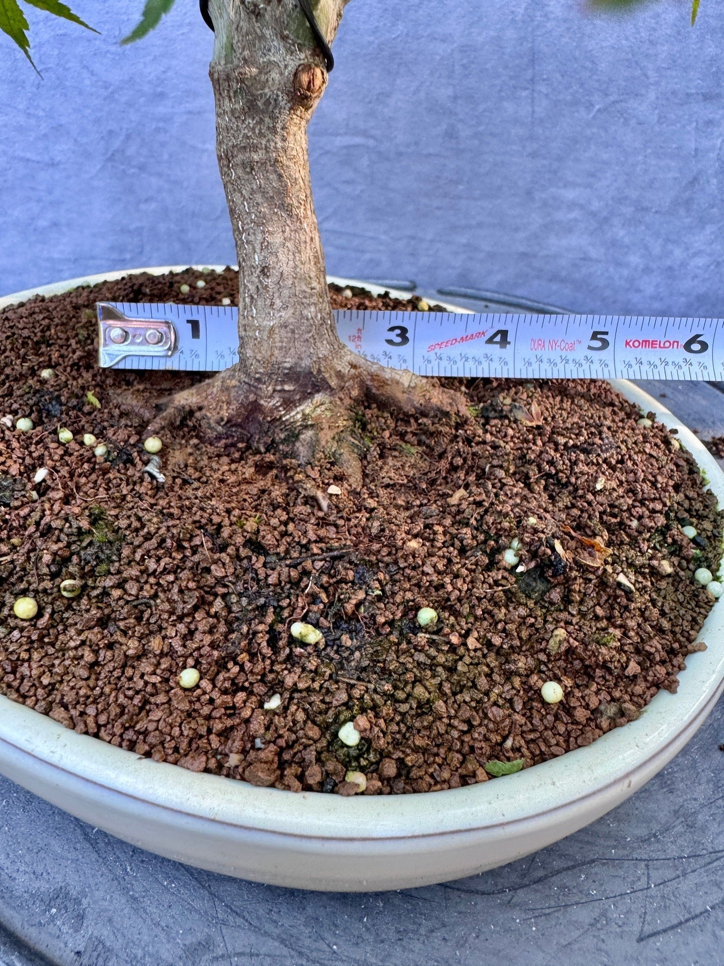Japanese Maple #10