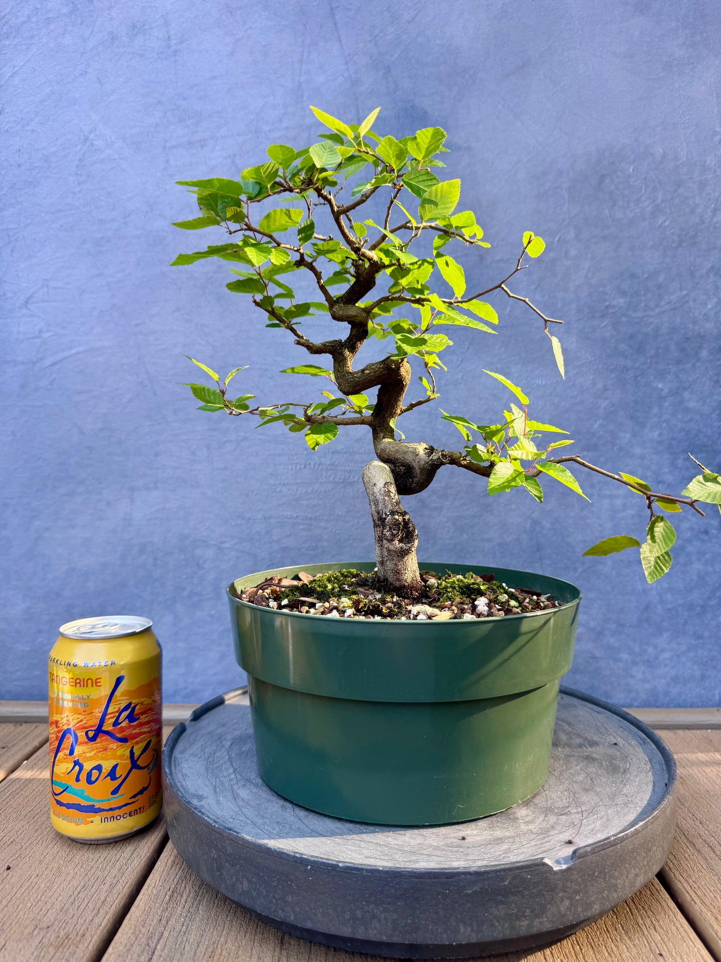 Twisted Korean Hornbeam #2