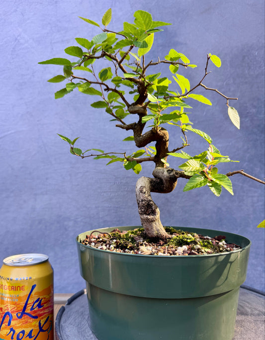Twisted Korean Hornbeam #2
