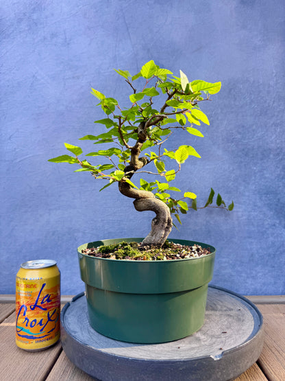 Twisted Korean Hornbeam #2