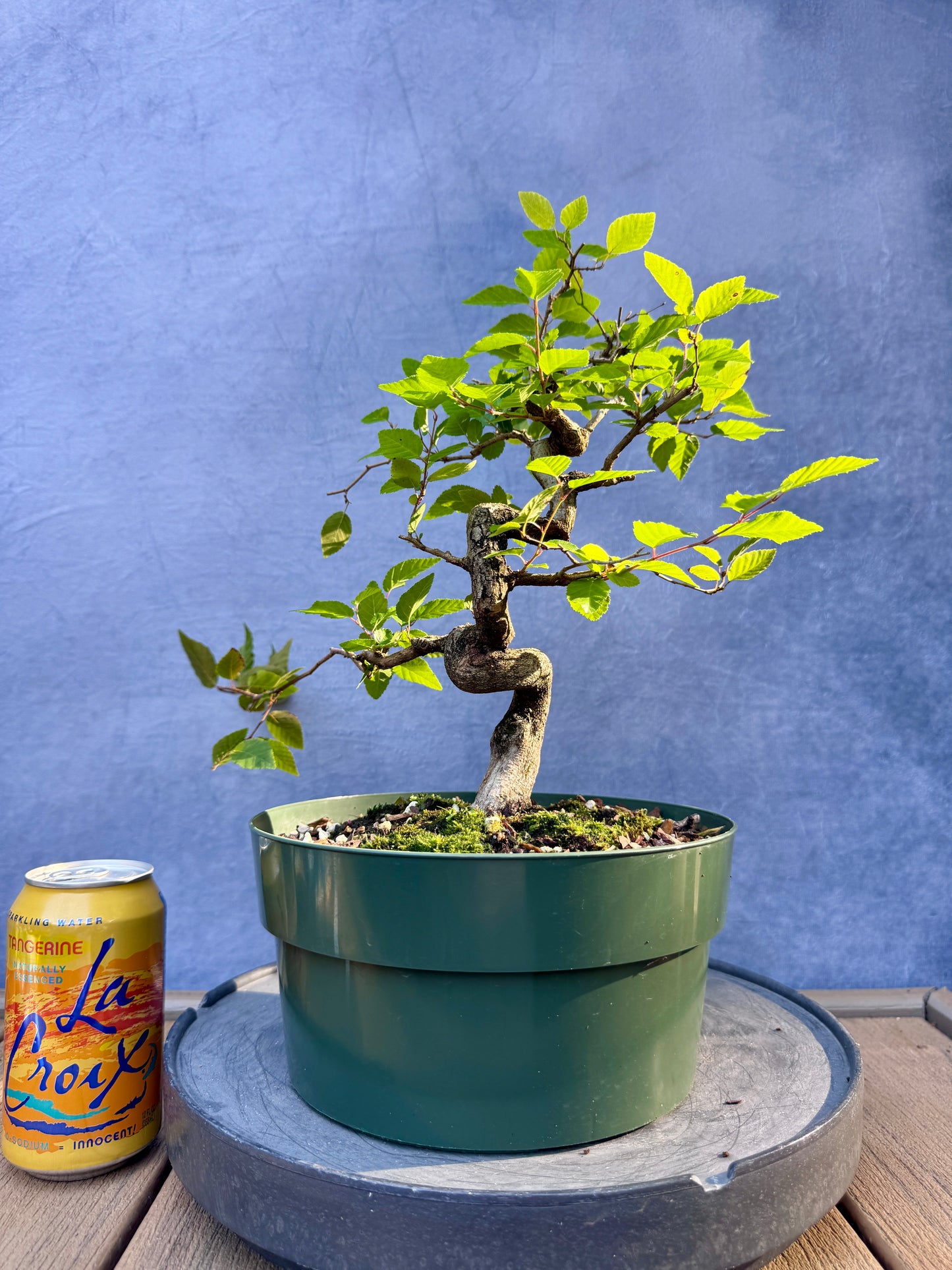 Twisted Korean Hornbeam #2