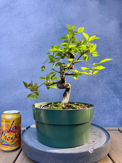 Twisted Korean Hornbeam #2