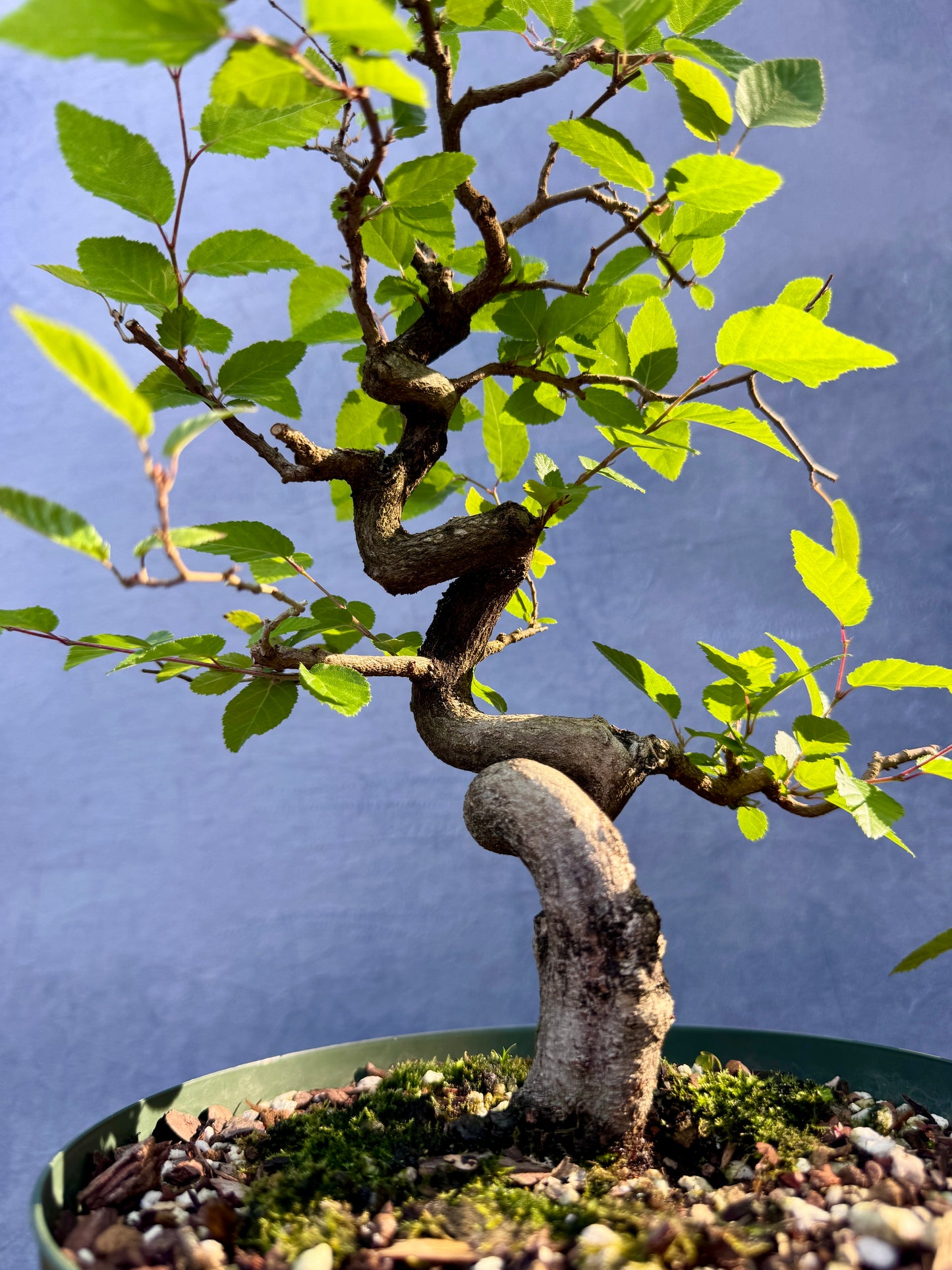 Twisted Korean Hornbeam #2