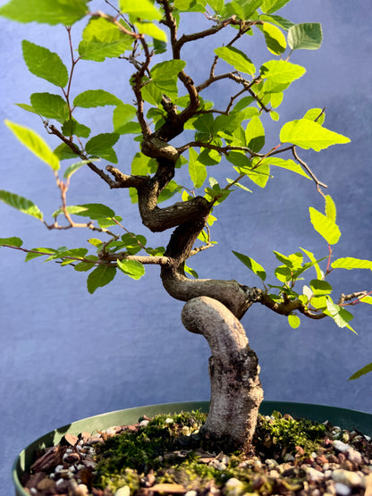 Twisted Korean Hornbeam #2