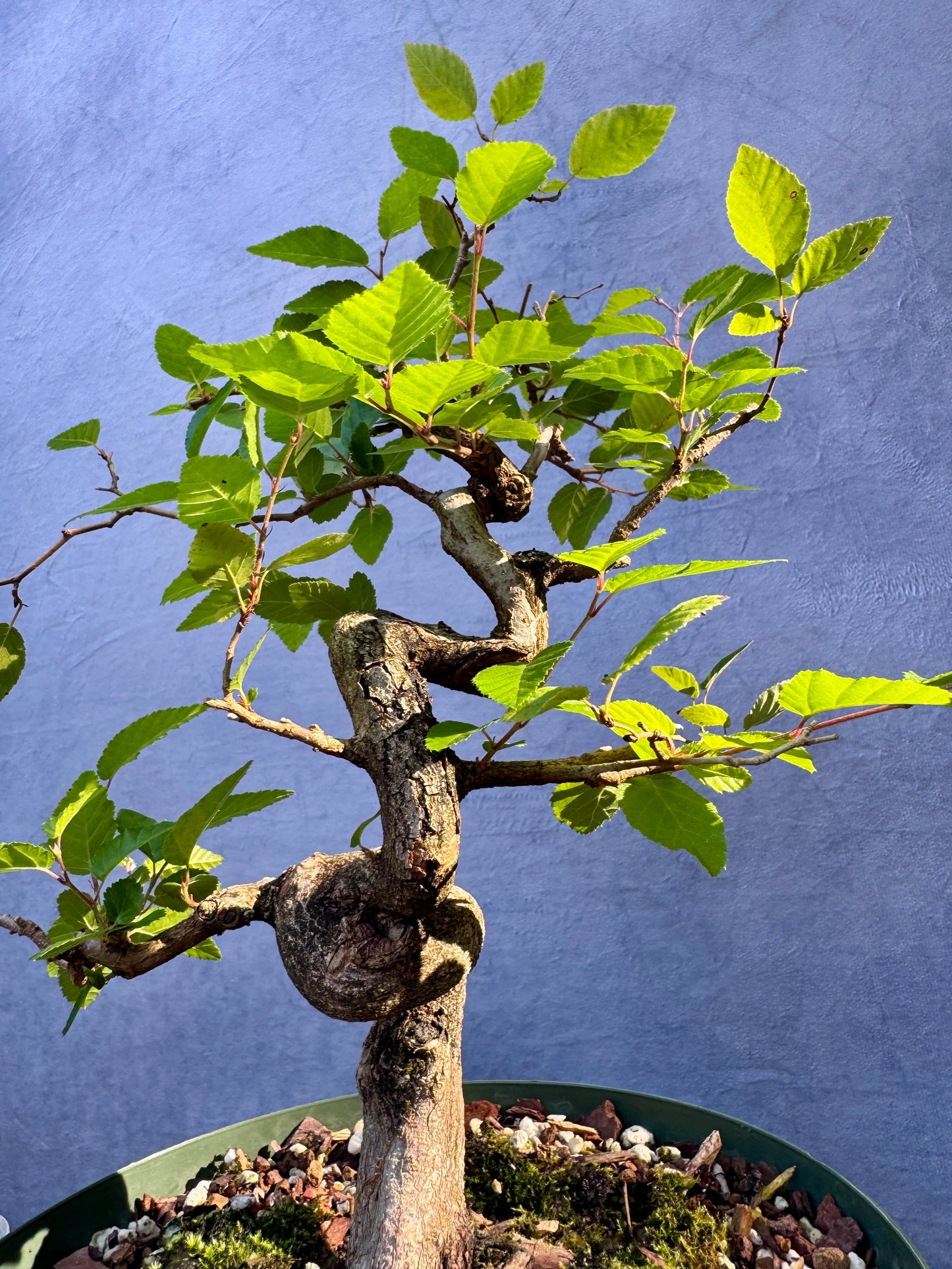 Twisted Korean Hornbeam #2