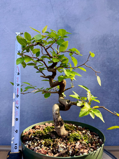 Twisted Korean Hornbeam #2