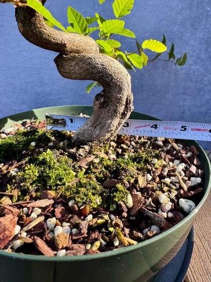 Twisted Korean Hornbeam #2