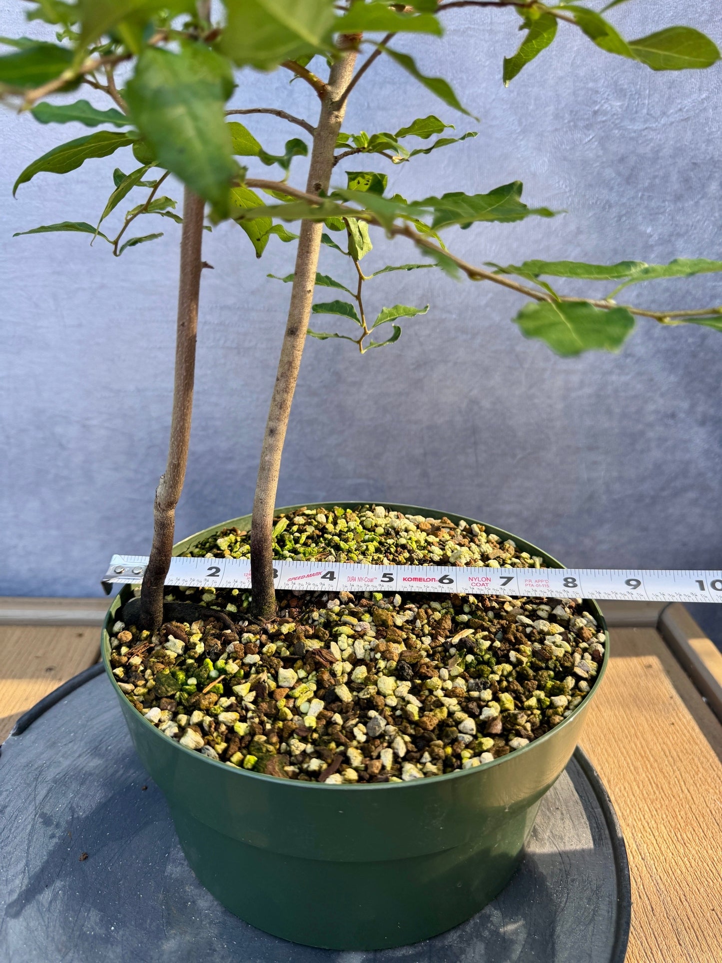 Female Princess Persimmon #9