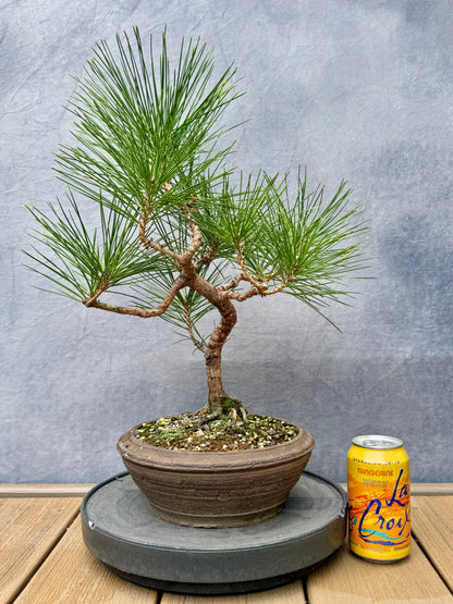 Japanese Black Pine #3