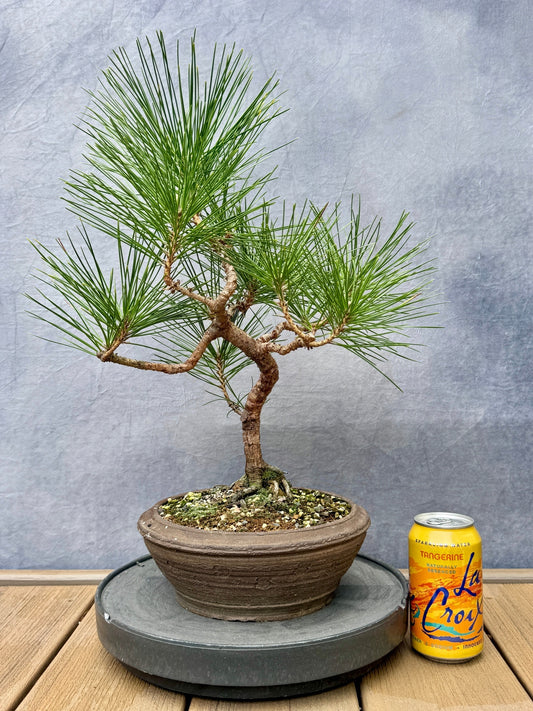 Japanese Black Pine #3
