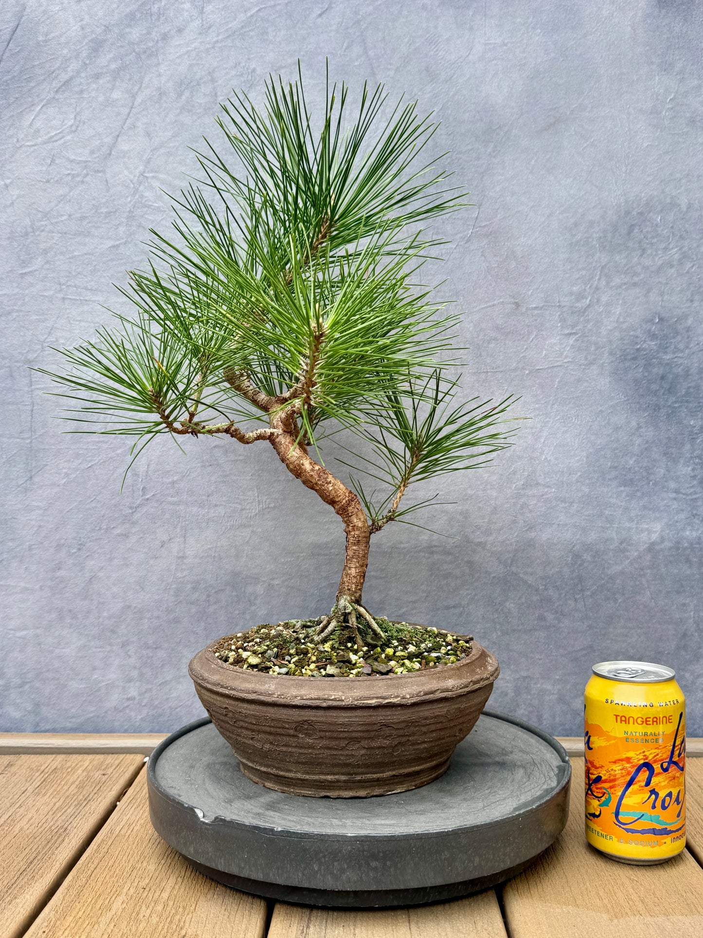 Japanese Black Pine #3