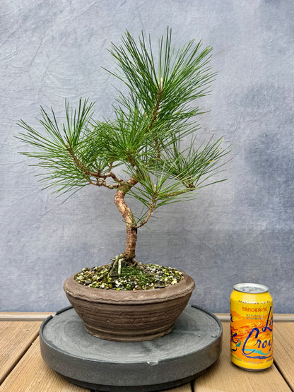 Japanese Black Pine #3