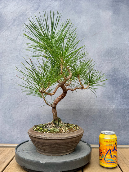 Japanese Black Pine #3