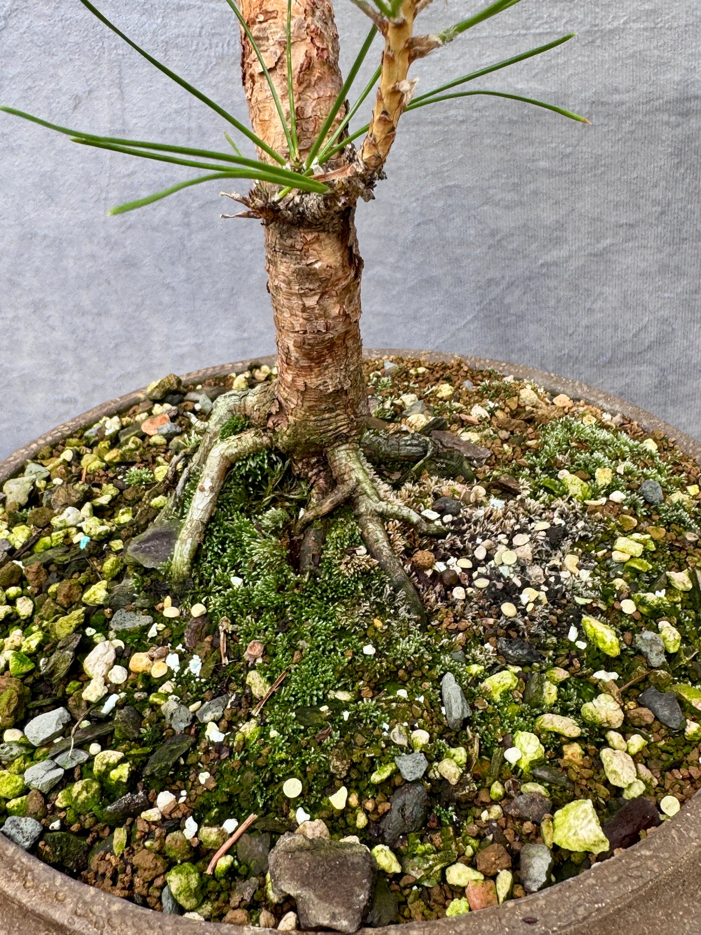 Japanese Black Pine #3