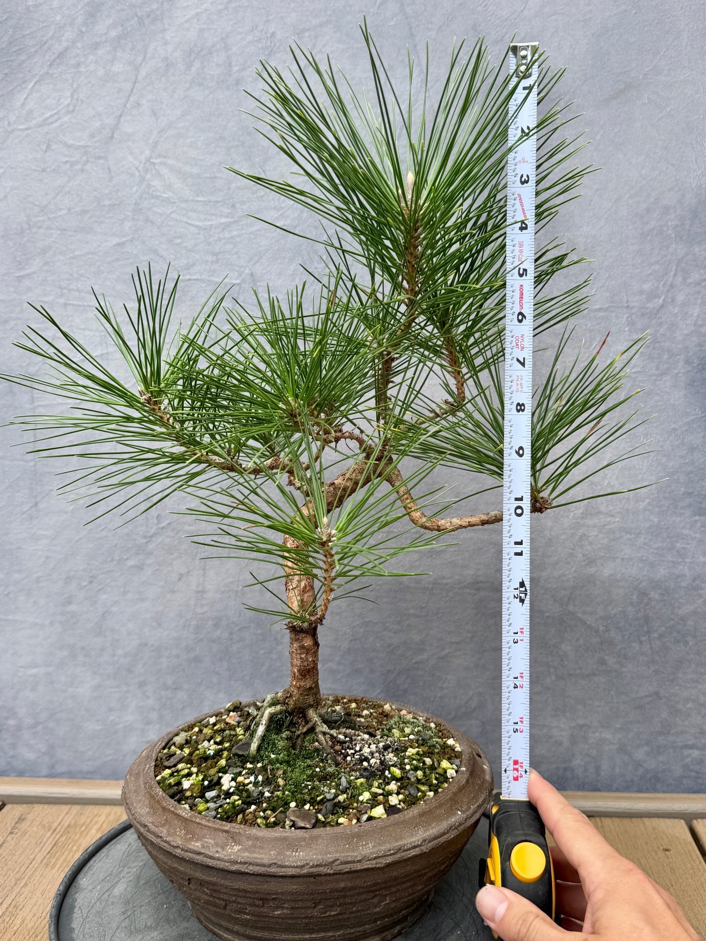 Japanese Black Pine #3