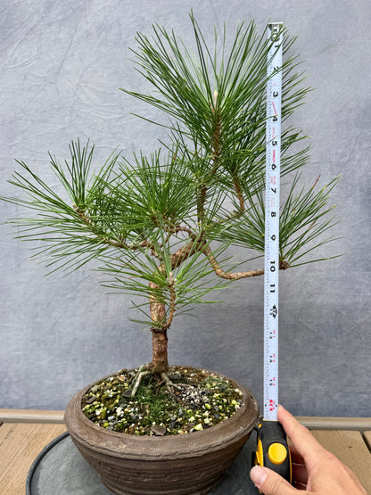 Japanese Black Pine #3