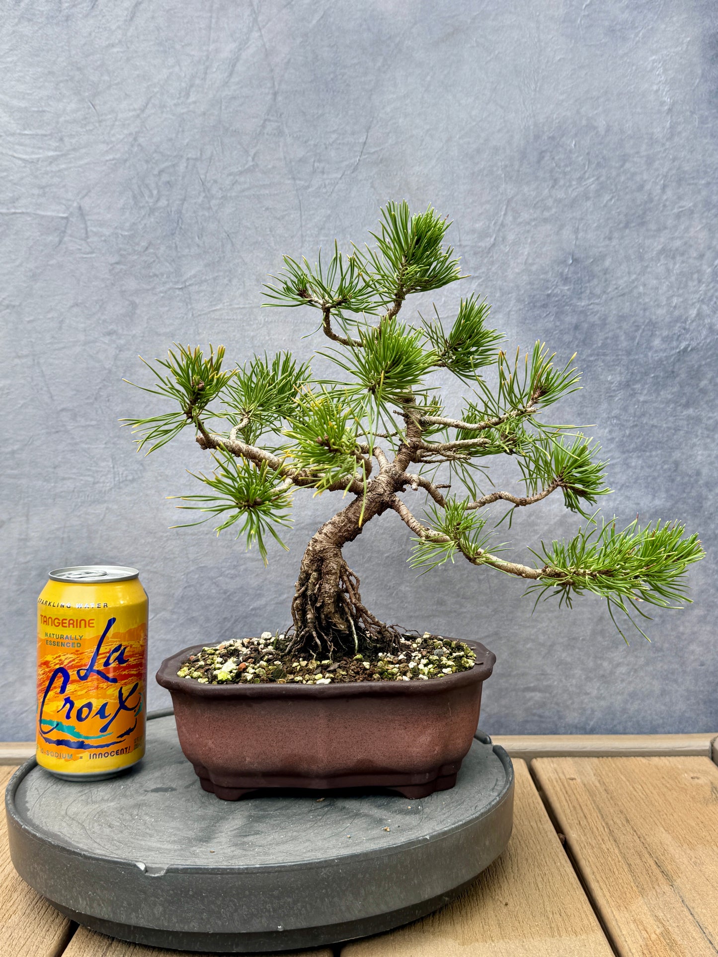 Dwarf Mugo Pine #2