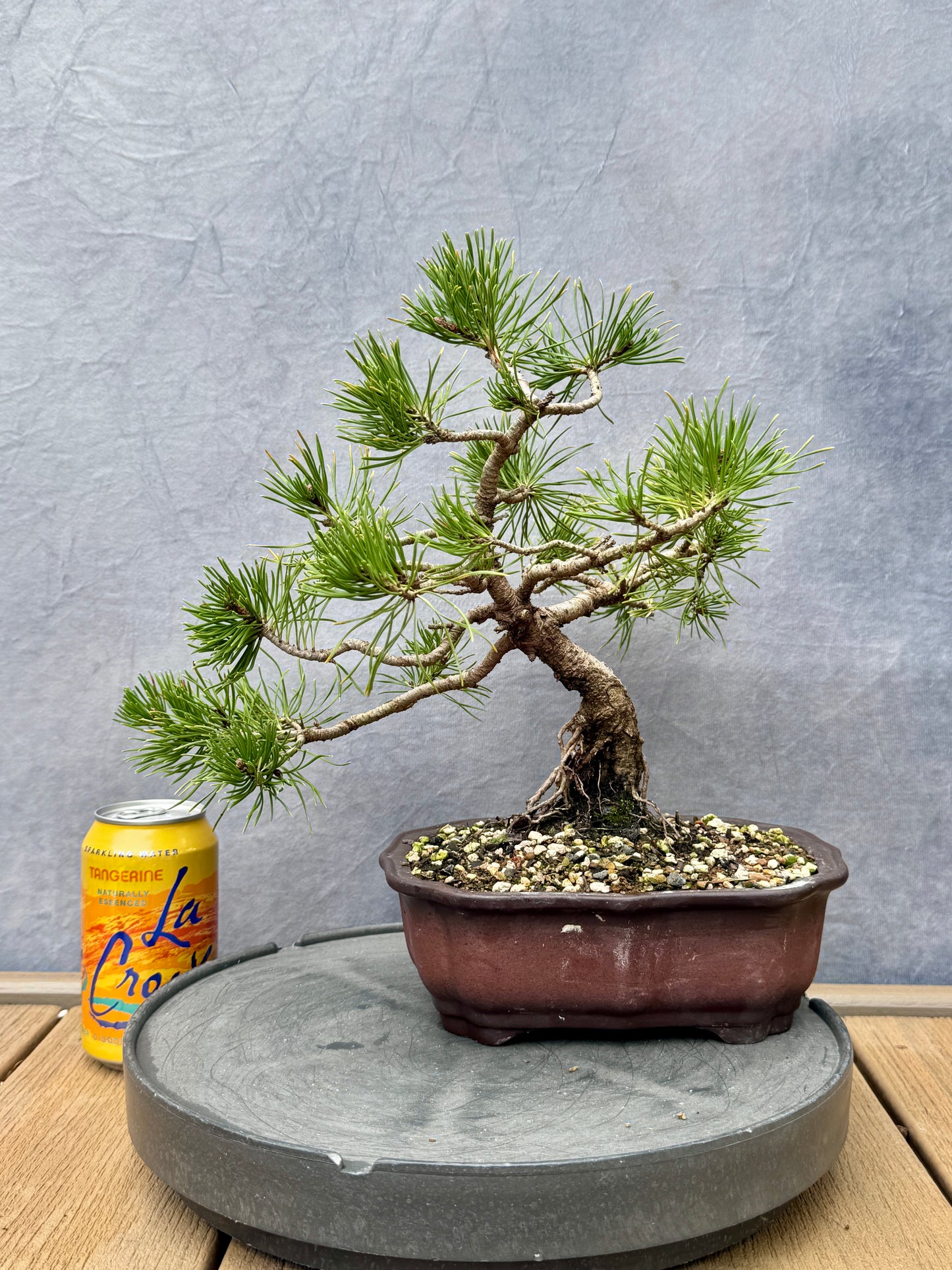 Dwarf Mugo Pine #2