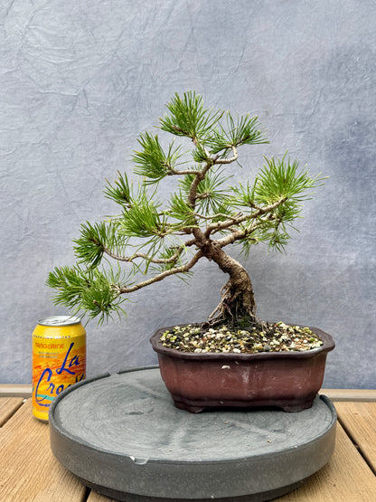 Dwarf Mugo Pine #2
