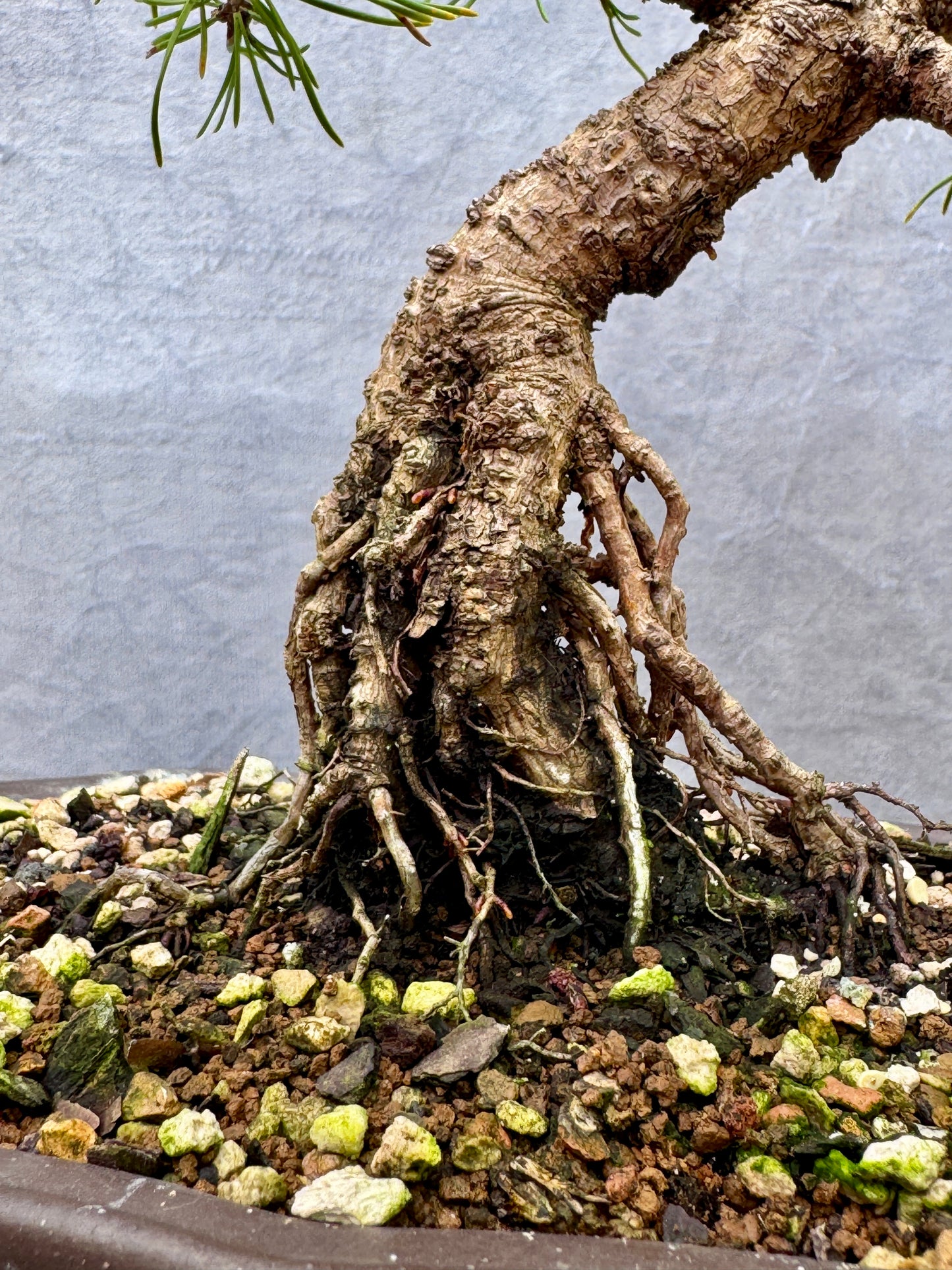 Dwarf Mugo Pine #2