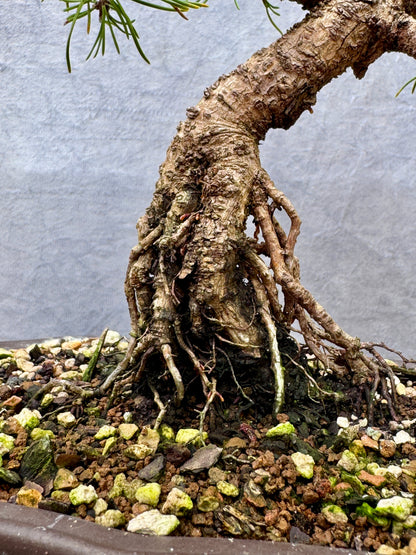 Dwarf Mugo Pine #2
