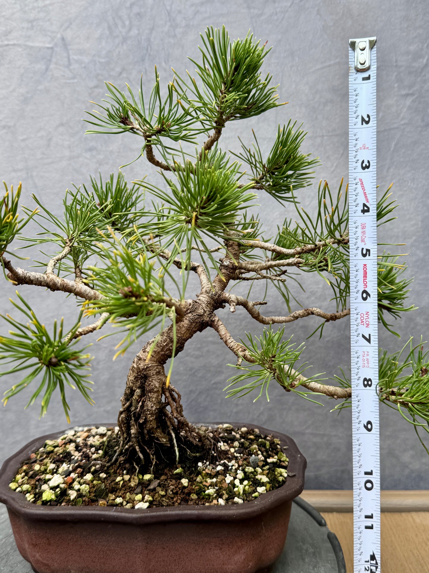 Dwarf Mugo Pine #2