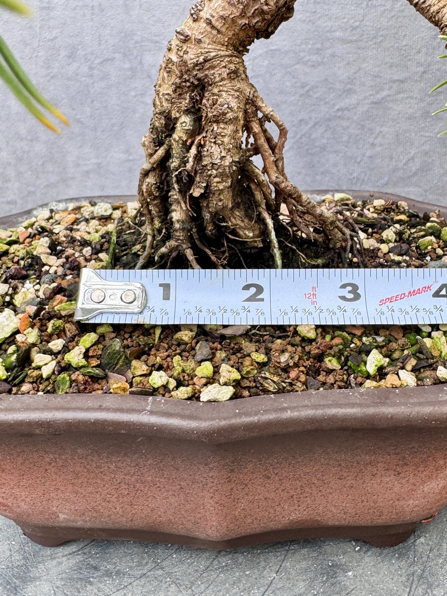 Dwarf Mugo Pine #2