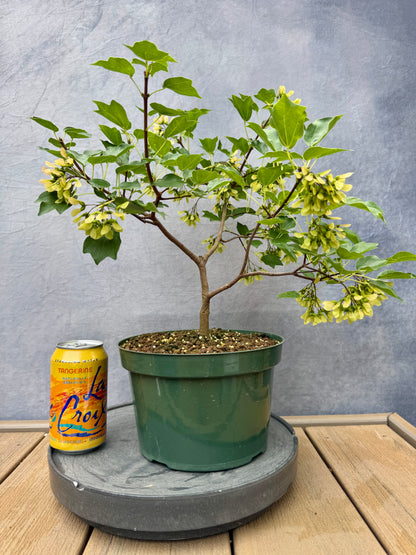 'Miyasama Yatsubusa' Trident Maple #4