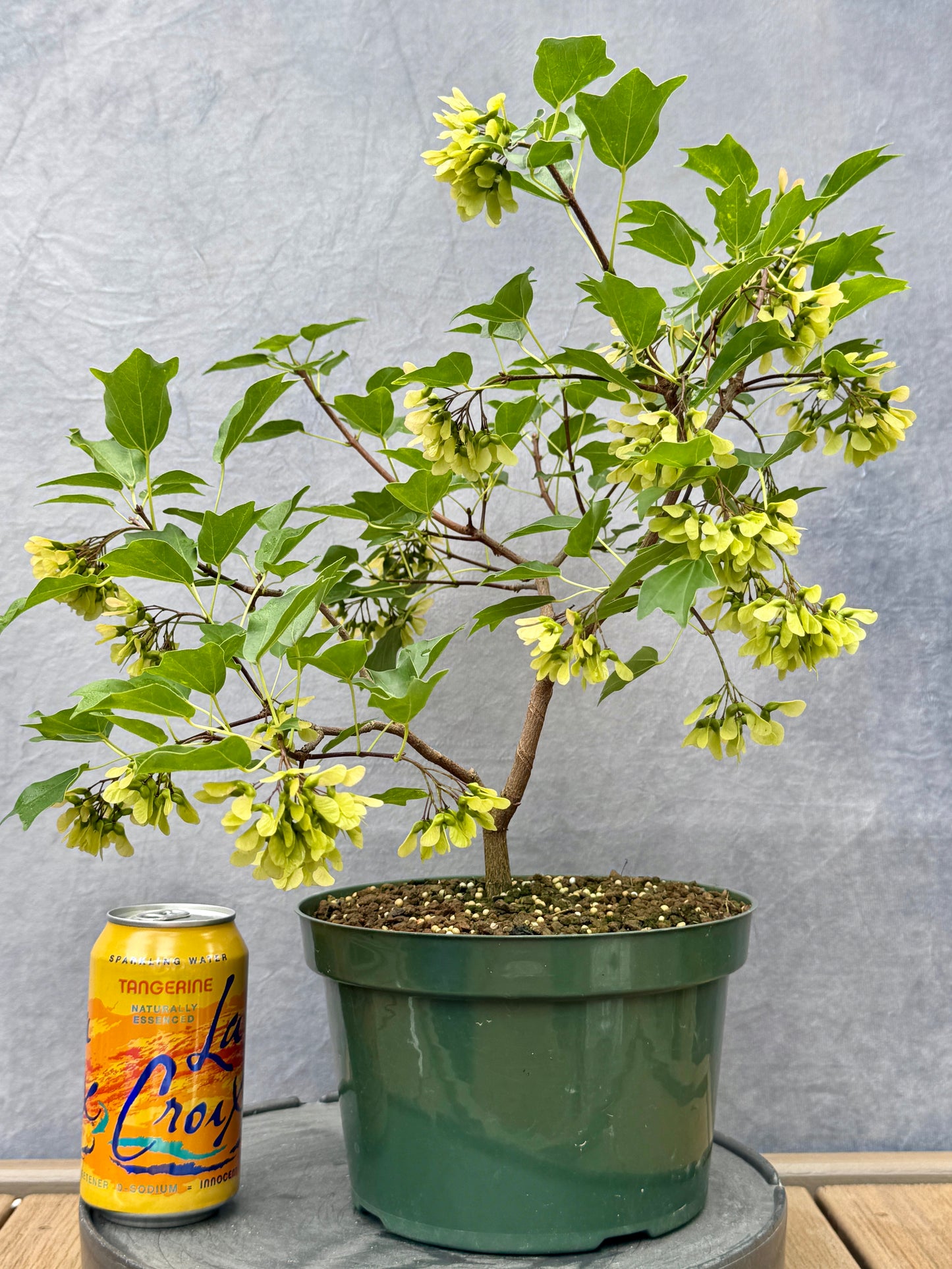 'Miyasama Yatsubusa' Trident Maple #4