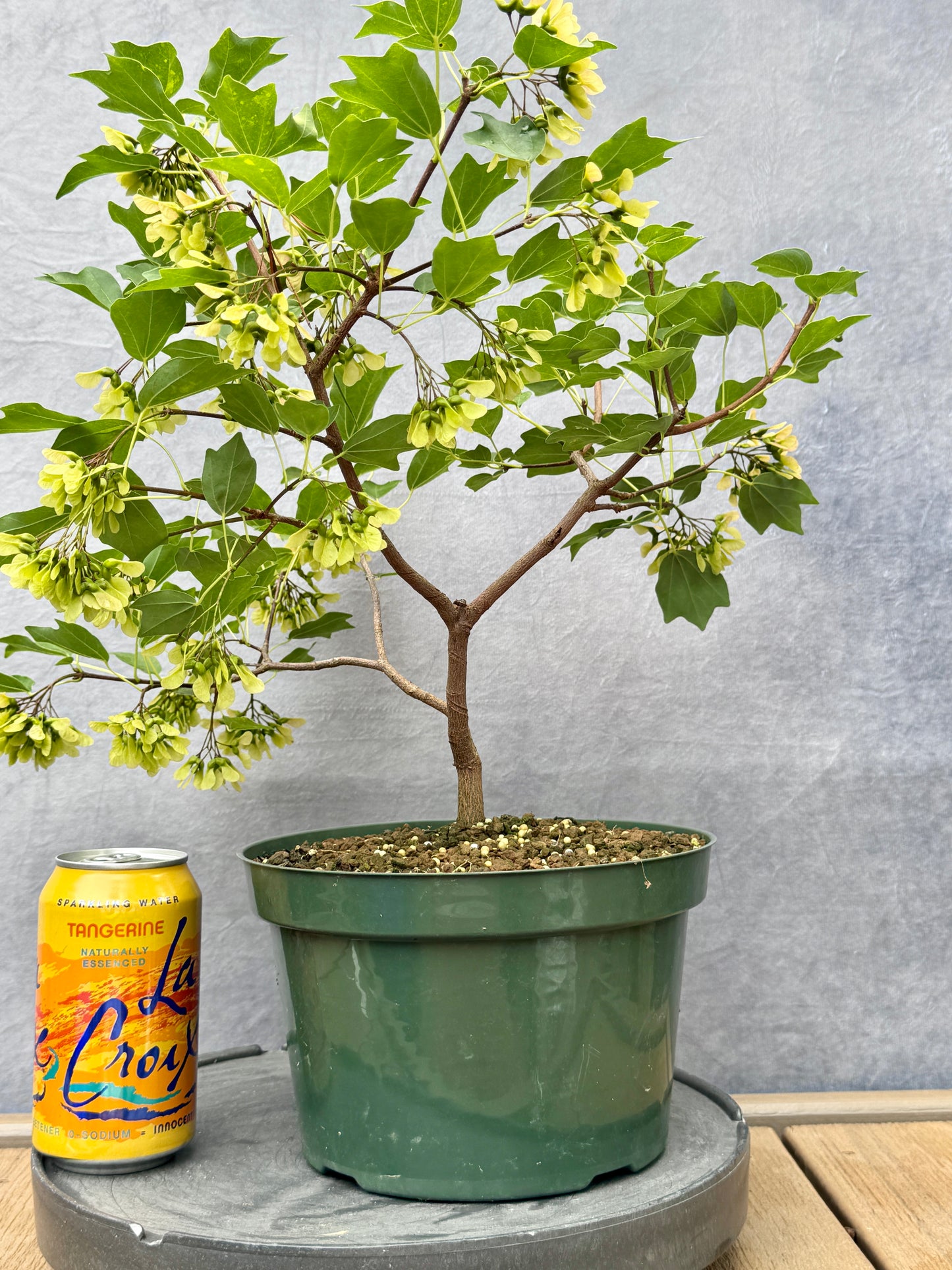 'Miyasama Yatsubusa' Trident Maple #4