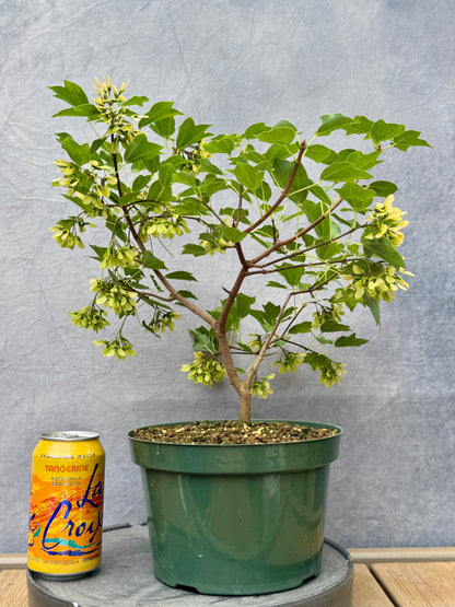 'Miyasama Yatsubusa' Trident Maple #4
