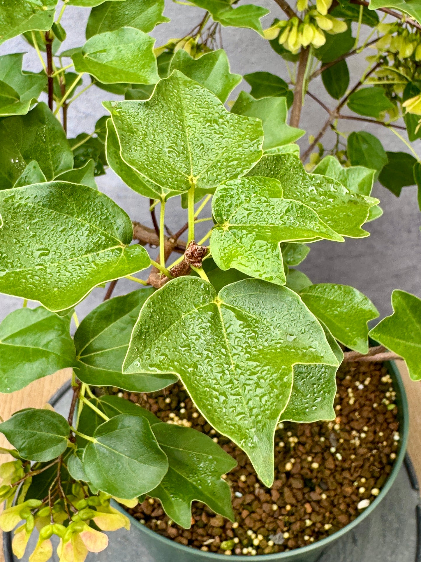 'Miyasama Yatsubusa' Trident Maple #4