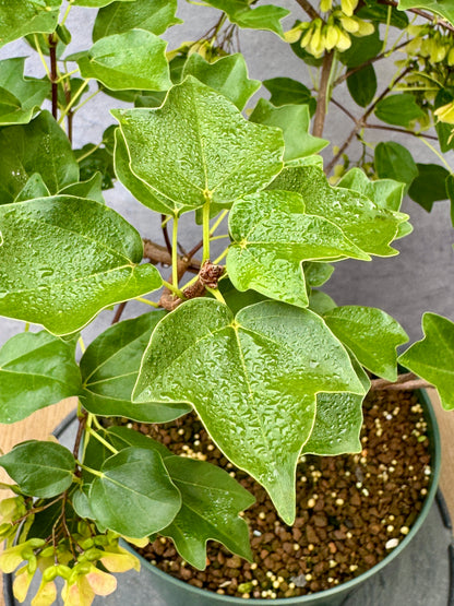 'Miyasama Yatsubusa' Trident Maple #4